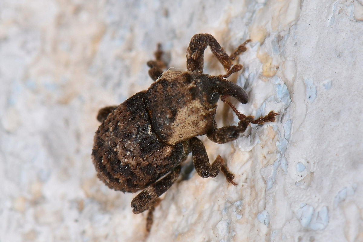 Curculionidae: Kyklioacalles sp.?  S, Kyklioacalles navieresi...da confermare